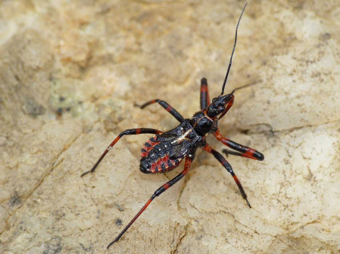 Reduviidae: ninfe di Rhynocoris del Lazio (Rm)